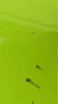 水草に付いている卵 について教えて下さい お友だちに水草とタニシ Yahoo 知恵袋