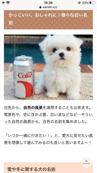 この犬の犬種は Yahoo 知恵袋