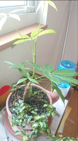 ホームセンターで寄せ植えされている観葉植物を買いました この木 パキラ Yahoo 知恵袋