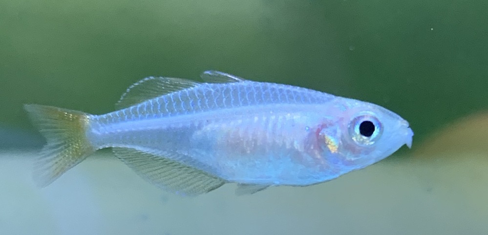 熱帯魚について 先日 ネオンドワーフレインボー メス が口腐れ病 Yahoo 知恵袋