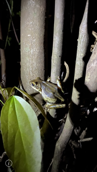 何カエルですか 沖縄で捕まえました 沖縄のカエルは基本捕まえな Yahoo 知恵袋