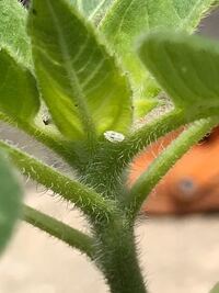 この虫が何かわかる方教えて頂きたいです 写真中央の白に黒の点 Yahoo 知恵袋