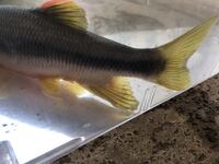 川でカワムツを釣って飼育してましたが数か月で死んでしまいましたやはりカ Yahoo 知恵袋
