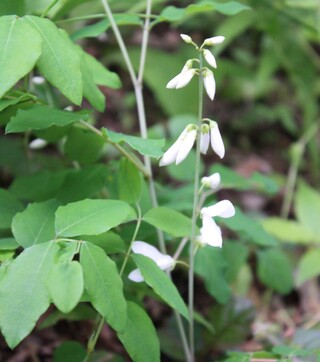 この花は何という名前でしょうか 6月に撮影しました 白 Yahoo 知恵袋