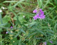 この紫の花の名前を教えてください 青森県十和田市の川の堤防に Yahoo 知恵袋