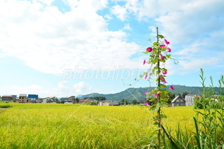 夏も終わってしまいますが 昭和の懐かしい曲で 夏の曲 を一人2曲まで Yahoo 知恵袋