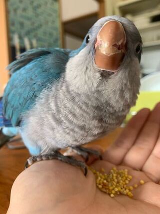 印刷 オキナインコ 鳴き声 種類 オキナインコ 鳴き声 種類 Mbaheblogjpjl5x