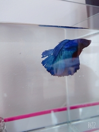 ベタ飼育について 塩を5lに対して小さじ3 4杯入れた方が良いと書い Yahoo 知恵袋