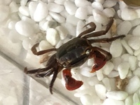 こどもが蟹をもらいました 蟹の飼育はしたことがないので 蟹の種類 Yahoo 知恵袋