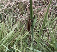 私は小学生の頃 時々帰宅途中に草むらで野糞をしていた を英文に Yahoo 知恵袋