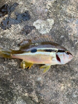 防波堤から サビキ釣りをしてたらこんな魚が釣れました Yahoo 知恵袋