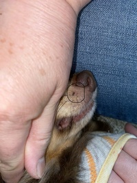 犬の鼻の横に着いているこの黒い粒のようなものはなんなのでしょ Yahoo 知恵袋