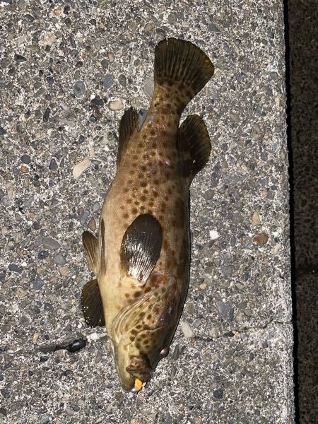 富山の東側ゴロタ浜でキジハタなどの根魚を釣りたいです。ホタルイ 