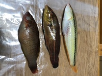 淡路島でちょい投げで釣りましたが 何の魚でしょうか 一番右 Yahoo 知恵袋