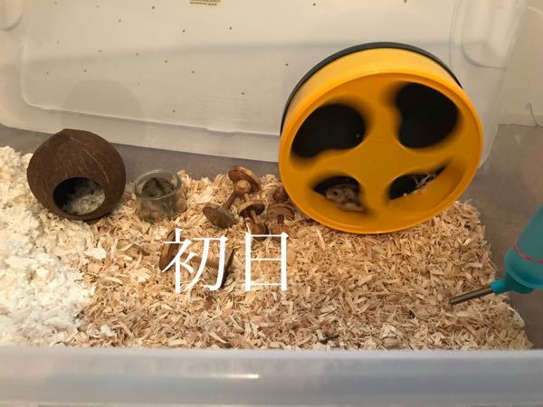今日、ジャンガリアンハムスターを2匹購入しました。 - この2匹は同じ