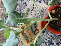 ケール栽培についてジューシーケールの苗を購入しました ケール Yahoo 知恵袋