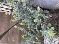 門の下に何を植えてありますか ガーデニング初心者です 門柱の表札の下に小 Yahoo 知恵袋