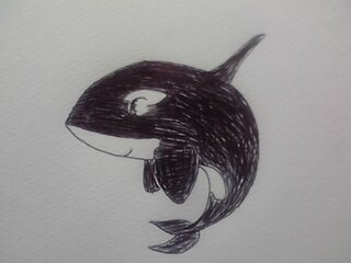 シャチってクジラとイルカどちらの仲間なんでしょう シャチ描いてみました Yahoo 知恵袋