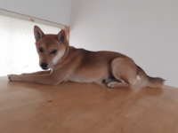 うちの犬がクッションや布団をかりかり掘るのですが やめさせた方がいいので Yahoo 知恵袋