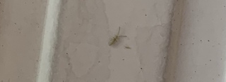 家の外の白いところ サッシや室外機など に 画像の1 2mmくらいの虫 Yahoo 知恵袋