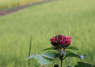 秋の七草 クズの花を撮影中 ツルに絡まれた中で咲く赤紫の花 Yahoo 知恵袋