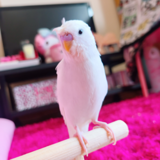 鼻の色がピンクだと思うんですが この子の性別はメスですか 生後3ヶ Yahoo 知恵袋
