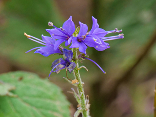 この花の名前はなんですか 撮影日は9月中旬 撮影地は伊吹山の山頂です Yahoo 知恵袋