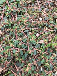 家にこの雑草がたくさん生えているんですが この植物の名前がわかる方いら Yahoo 知恵袋