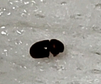 虫を殺すことが好きなことについて 中学2年生です 私は虫を殺すことが好き Yahoo 知恵袋