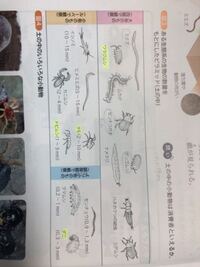 これらの生物は全て分解者なのですか ムカデやクモやカニムシは他の Yahoo 知恵袋