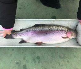 ニジマスルアー管理釣り場です 夏場の激渋コンディションはもう Yahoo 知恵袋
