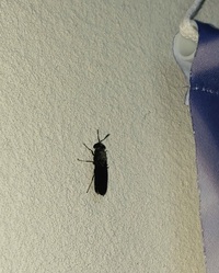 1週間ほど前から羽の生えた黒い虫が家の中を飛ぶようになりました 最初は Yahoo 知恵袋