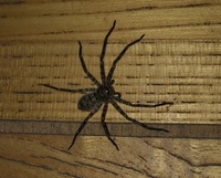 画像の虫はアシダカグモですか アシダカグモが家の中にいる場合はゴキブリ Yahoo 知恵袋