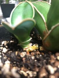 ダイソーなどの100均一で売っている植物の中でレアなもの あっ Yahoo 知恵袋
