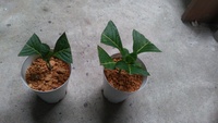 紫陽花の挿し木をして発根したので鉢上げをしました その際肥料を与えても良 Yahoo 知恵袋
