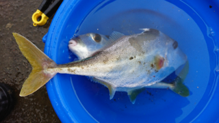 この魚は何でしょうか 東京湾です Yahoo 知恵袋