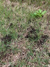 庭の土なのですが 普段から歩くところではないのですが 時折見ると 芝生 Yahoo 知恵袋