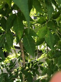 アオダモの葉の斑点について 最近になって 写真のようにア Yahoo 知恵袋