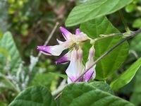 花の名前を教えてください 蔓状の草花で 花は白から紫へグラデ Yahoo 知恵袋