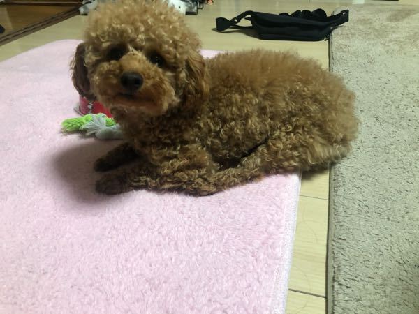 ふと見たらうちの犬 タイニープードルスクエアタイプ のふせの仕方が変な Yahoo 知恵袋