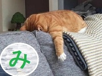 画像禁止大喜利 おもしろカルタ この絵札の読みを教えてくだ Yahoo 知恵袋