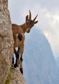 ヤギみたいな動物で断崖絶壁を登ったりするのいますよね これ 登っ Yahoo 知恵袋