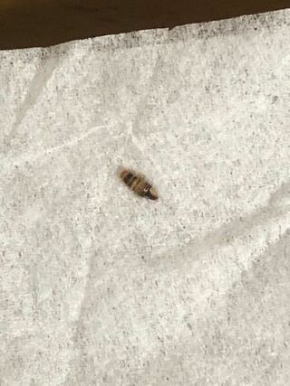 このキモい虫はなんですか 幼虫ぽくて絶対害虫ですよね１人暮らし初 Yahoo 知恵袋