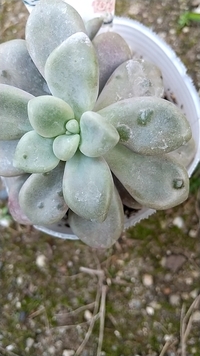 先日お店で購入した多肉植物のだるま秋麗ですが 葉に小さなコブ Yahoo 知恵袋