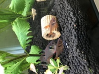 ブラインシュリンプについて質問です 今ブラインシュリンプの卵をふ化 Yahoo 知恵袋