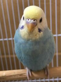 セキセイインコレインボーです - 性別どっちぽいですかね！ - Yahoo!知恵袋