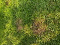 庭の姫高麗芝 都内 の一部が写真のとおり病気になりました 夏 Yahoo 知恵袋