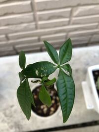 パキラを育てています 葉に茶色ものが出てきたのですがこ Yahoo 知恵袋