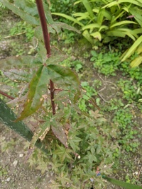 もみじの枝がつぎつぎ枯れていきます 原因は何でしょうか Yahoo 知恵袋