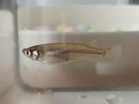 近所の田んぼの畦で小魚を捕りました メダカかと思って飼育しているのですが Yahoo 知恵袋